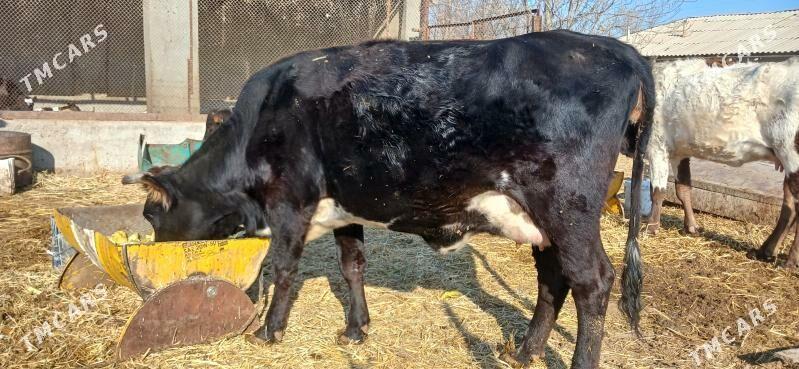 Göleli sygyr - Кака - img 3