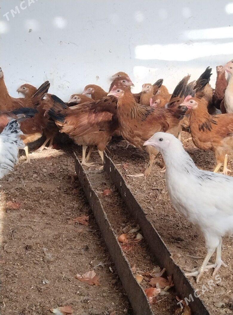 jüje - Bäherden - img 2