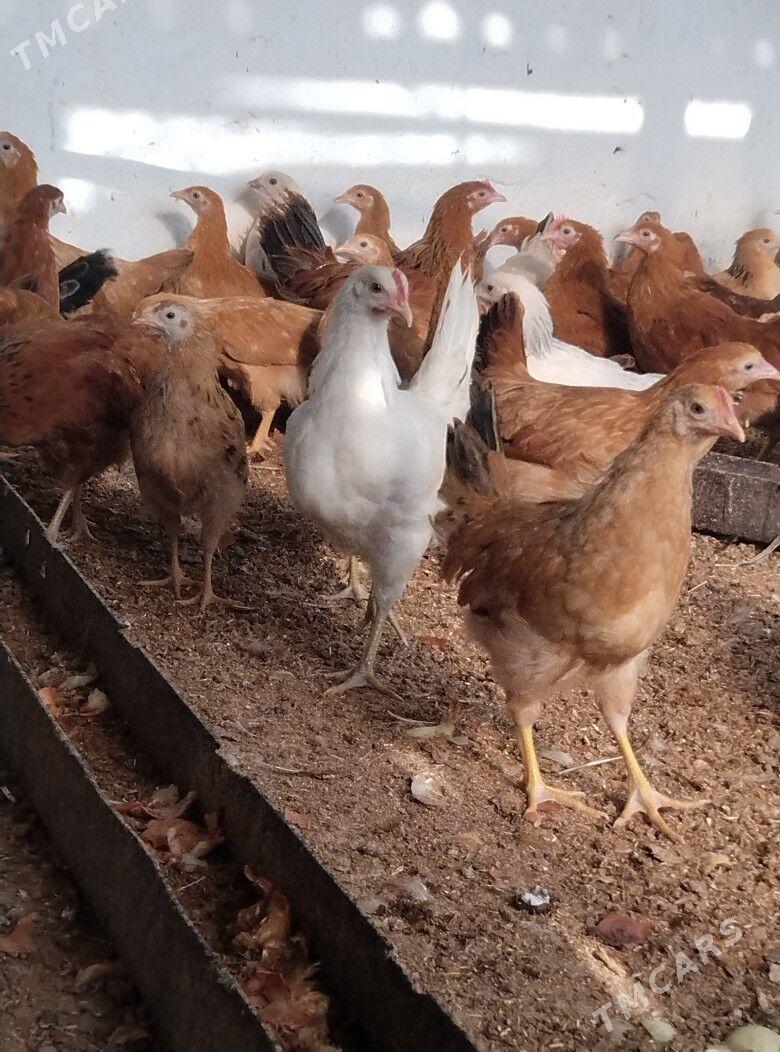 jüje - Bäherden - img 1