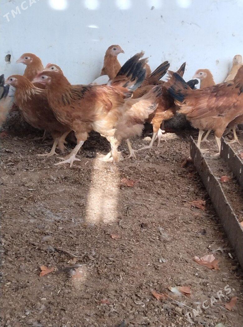 jüje - Bäherden - img 5