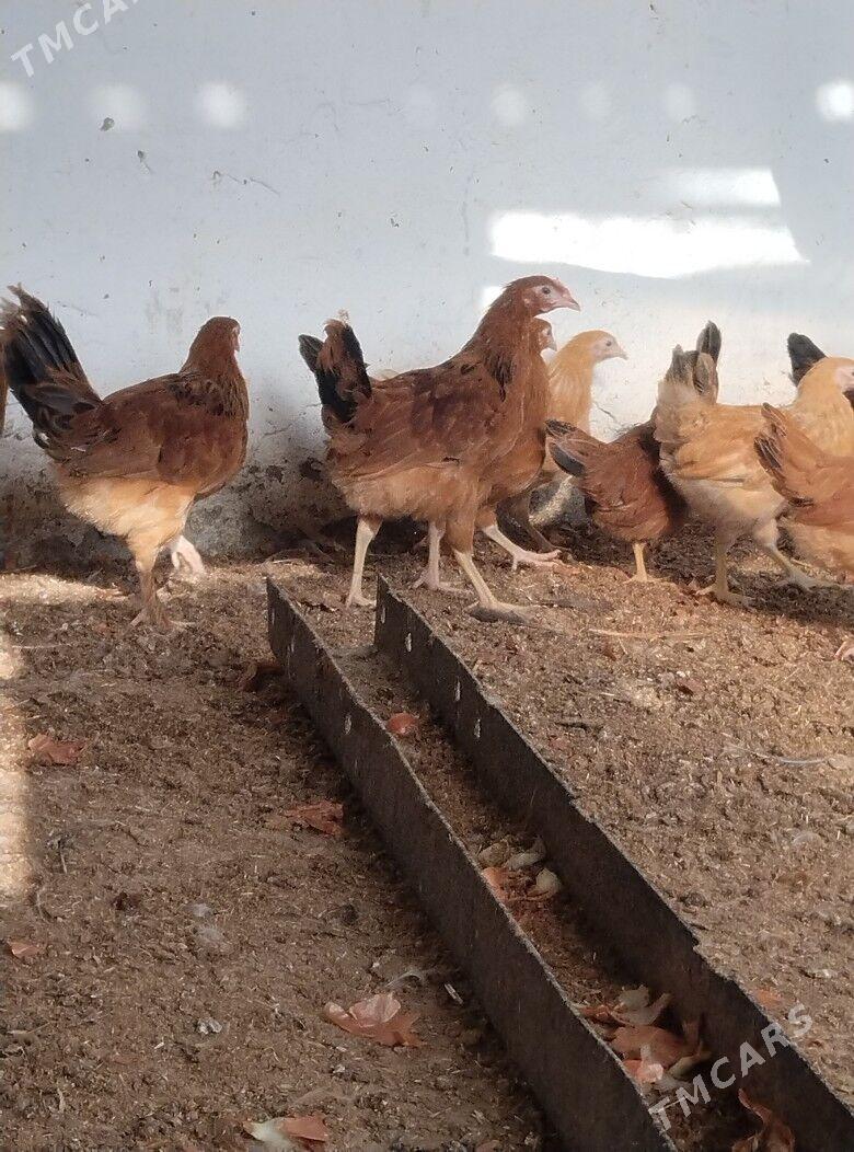 jüje - Bäherden - img 4