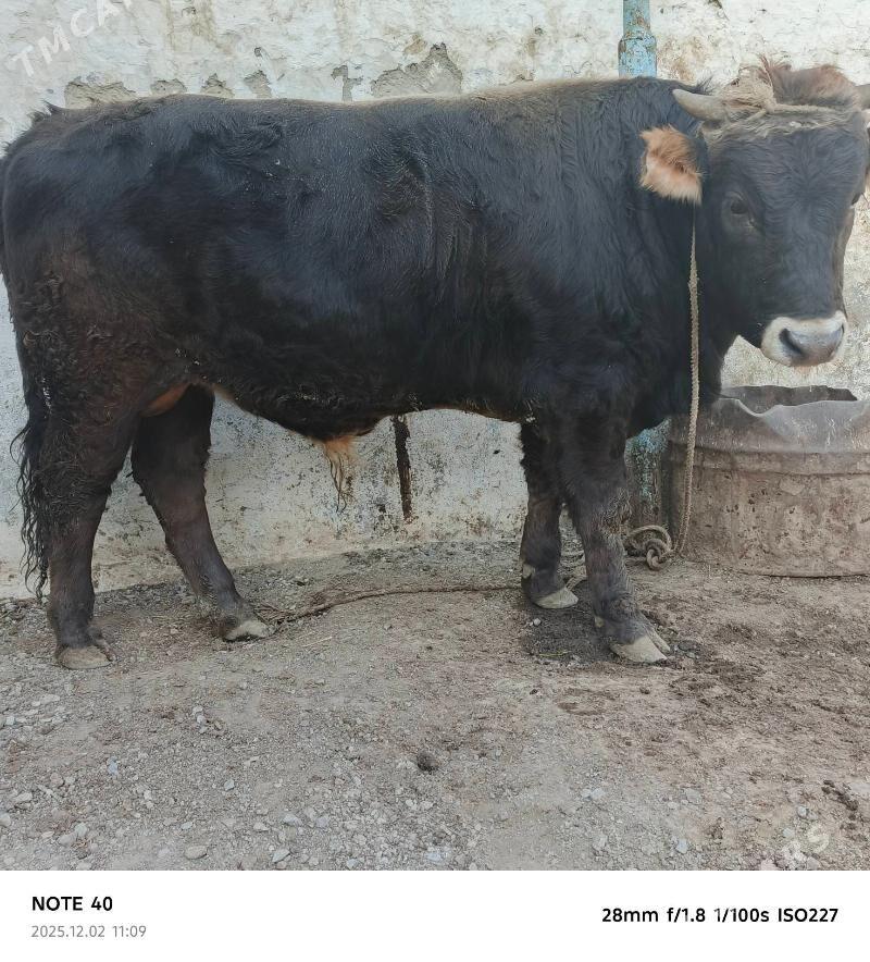 şatlyk ökuzler - Bereket - img 5