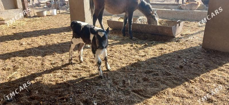 Göleli sygyr - Кака - img 10