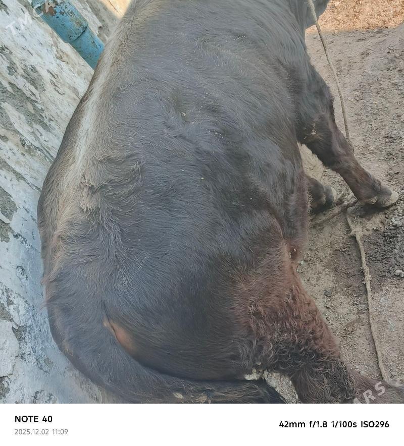 şatlyk ökuzler - Bereket - img 9