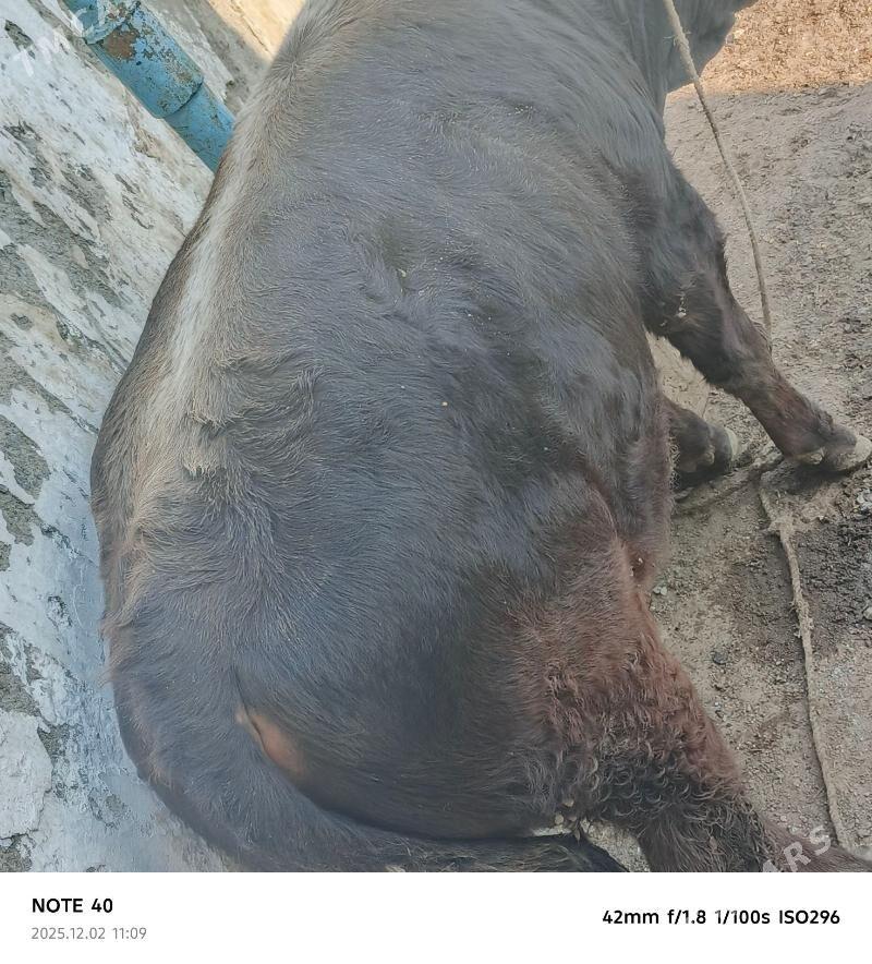 şatlyk ökuzler - Bereket - img 8