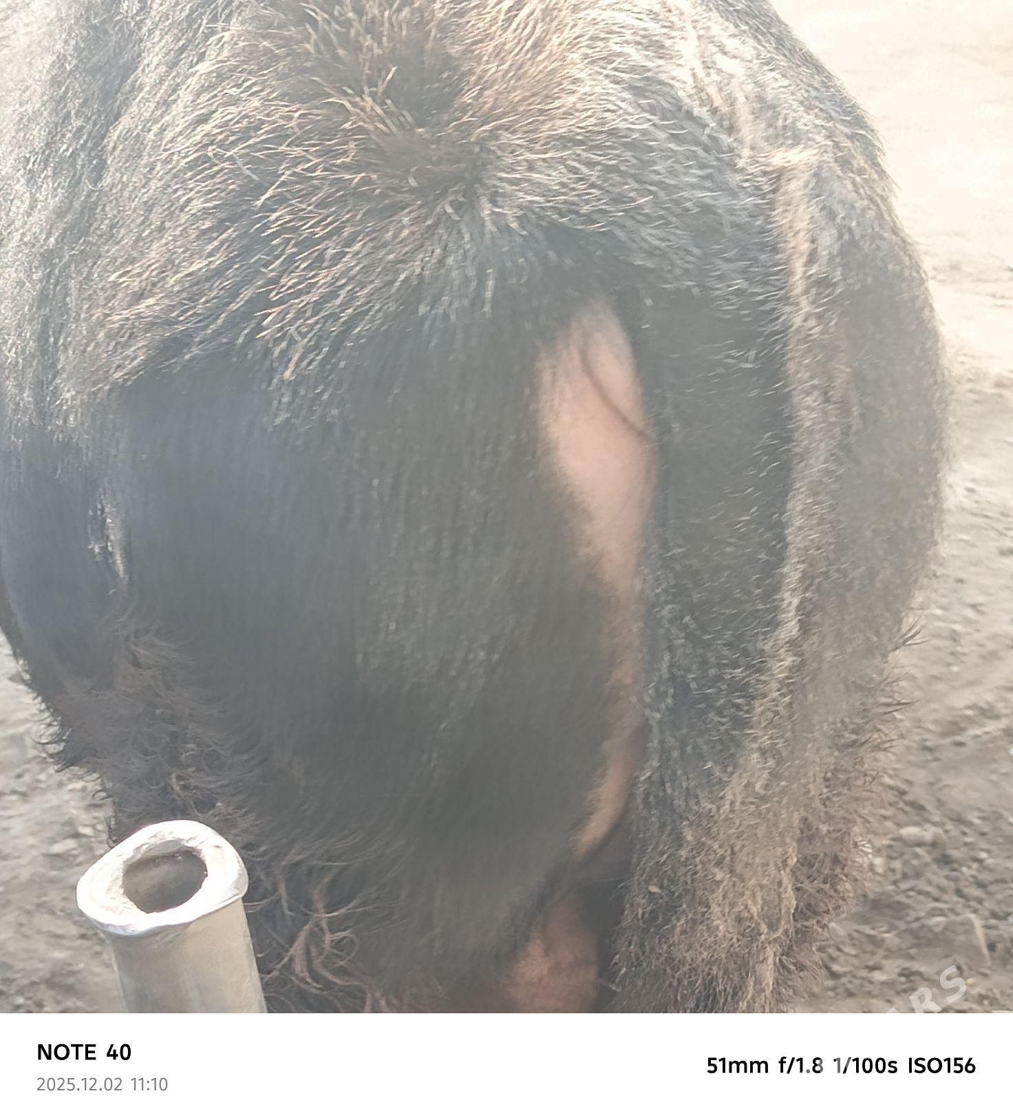 şatlyk ökuzler - Bereket - img 2