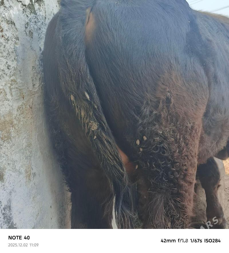 şatlyk ökuzler - Bereket - img 6