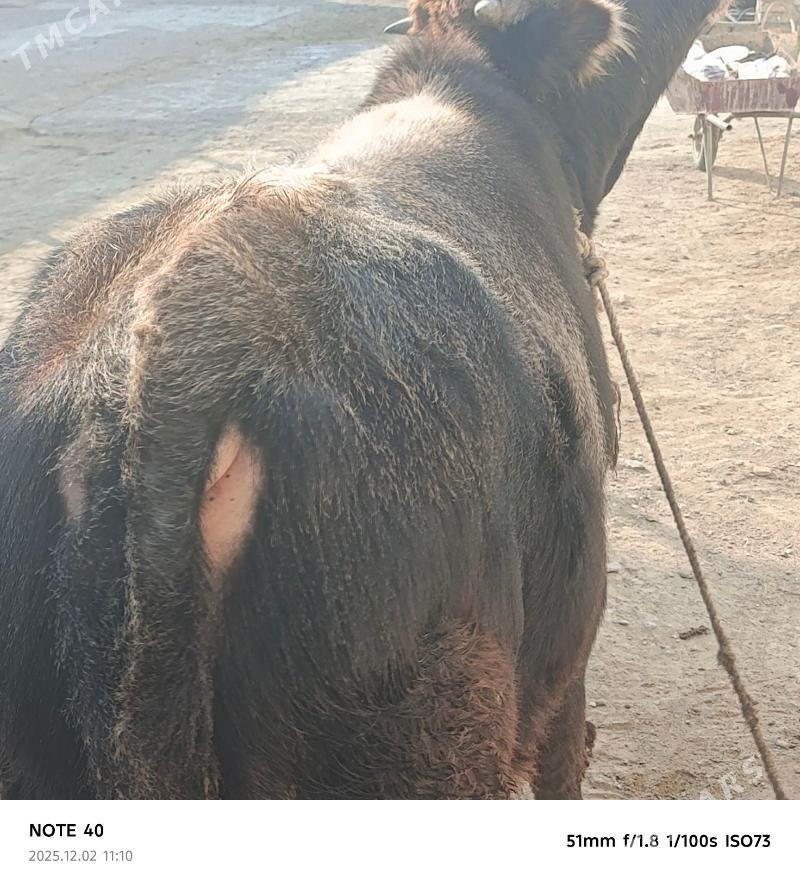 şatlyk ökuzler - Bereket - img 1