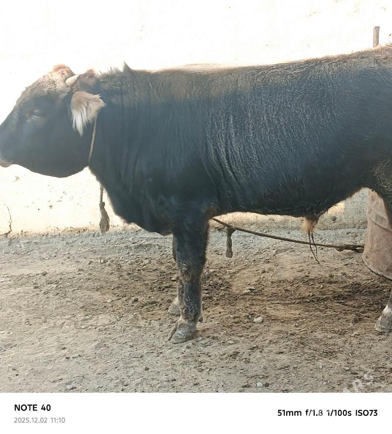 şatlyk ökuzler - Bereket - img 4