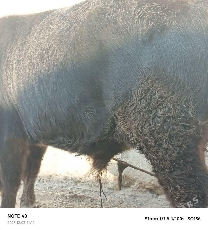 şatlyk ökuzler - Bereket - img 3