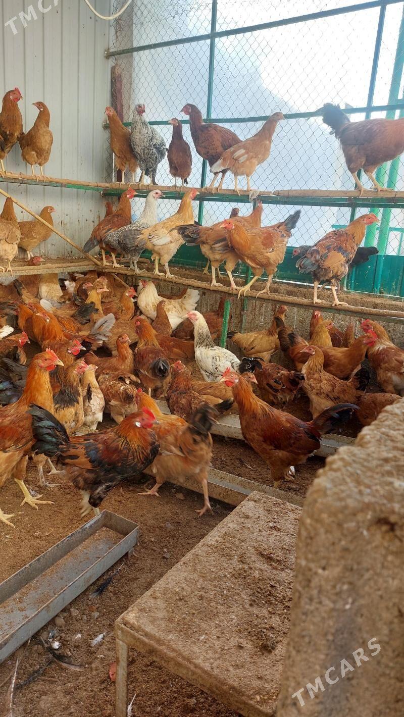 horaz - Тязе заман - img 3