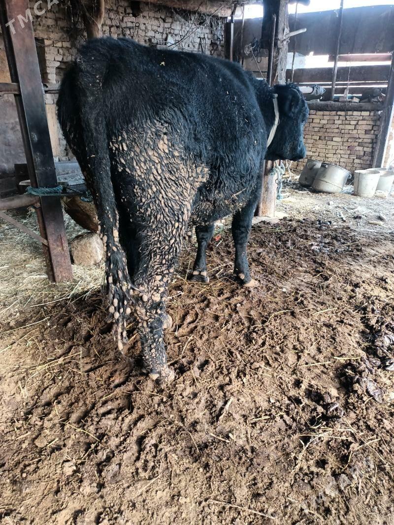 öküz - Чарджоу - img 3