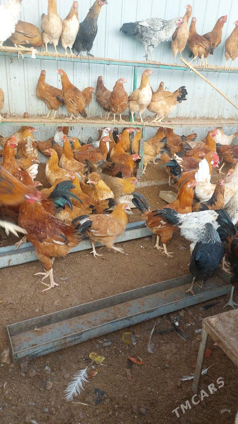 horaz - Тязе заман - img 2