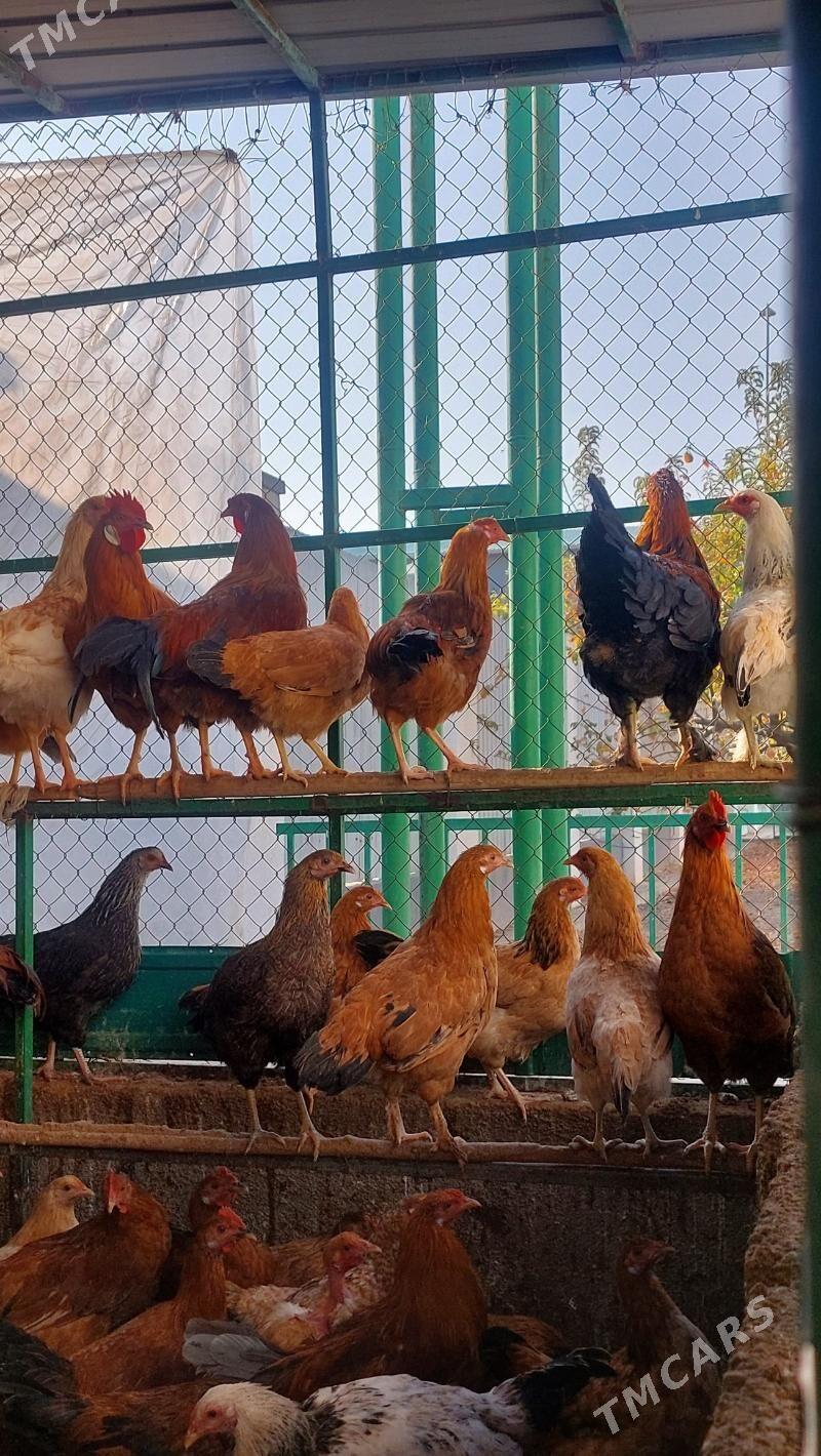 horaz - Тязе заман - img 4