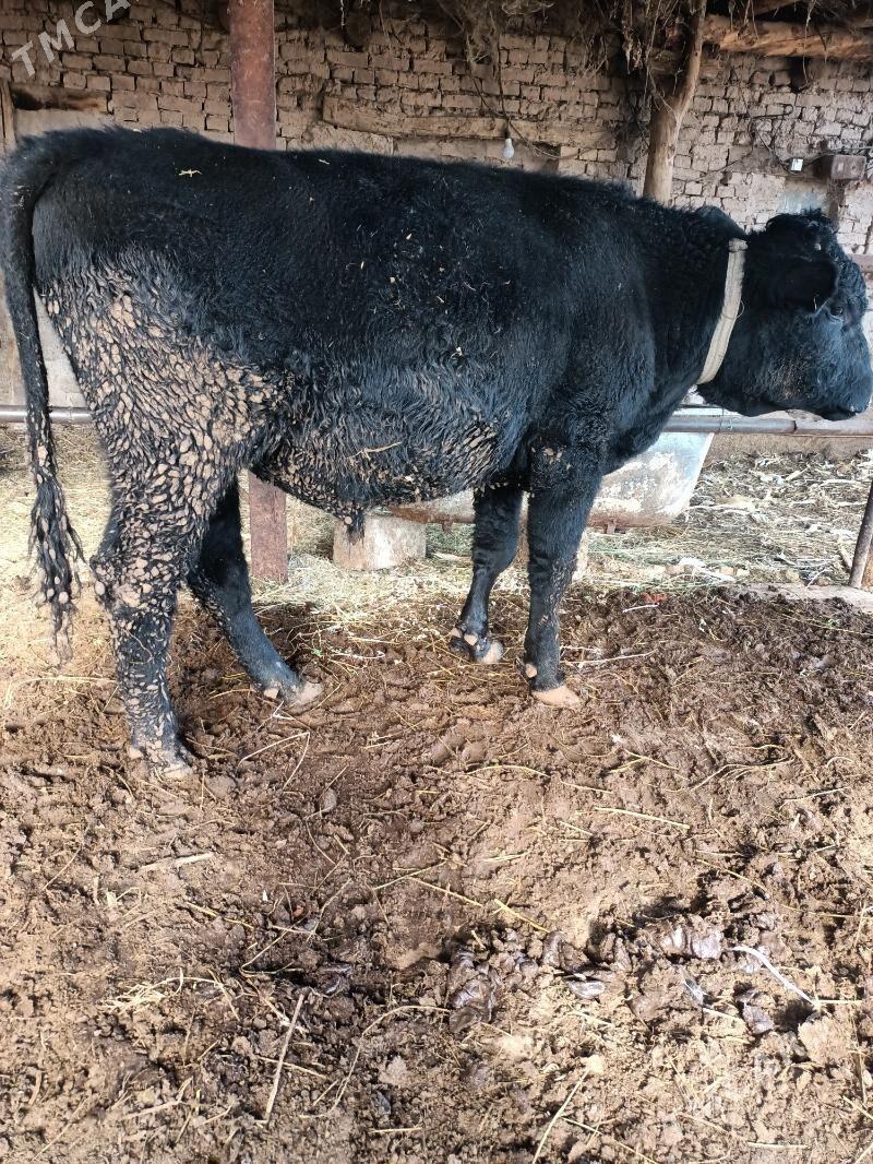 öküz - Чарджоу - img 2