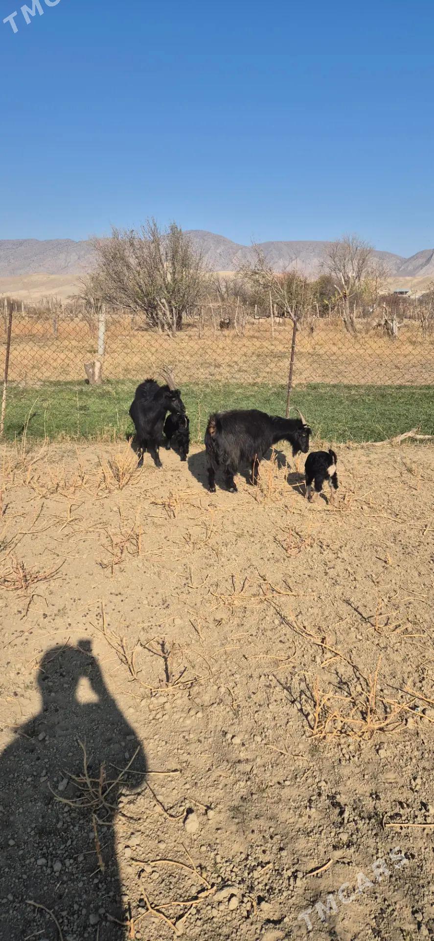 Owlakly geci - Бахарден - img 2