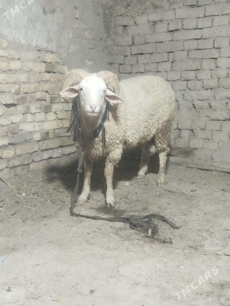 meranos - Daşoguz - img 2