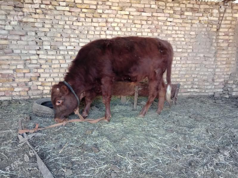 öküzler - Baýramaly - img 7