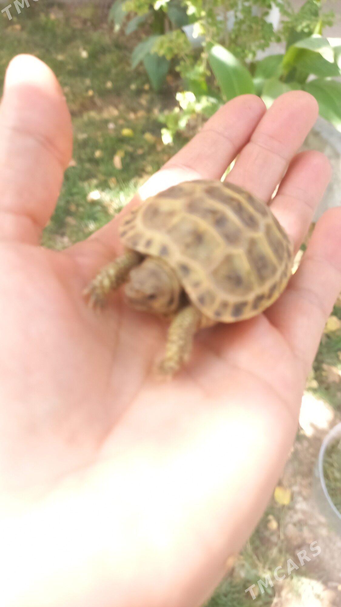 черепашки - Türkmenabat - img 6