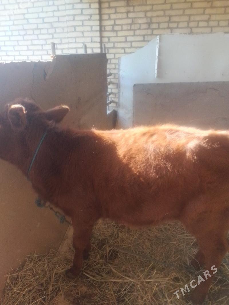 gunajyn - Сакар - img 2