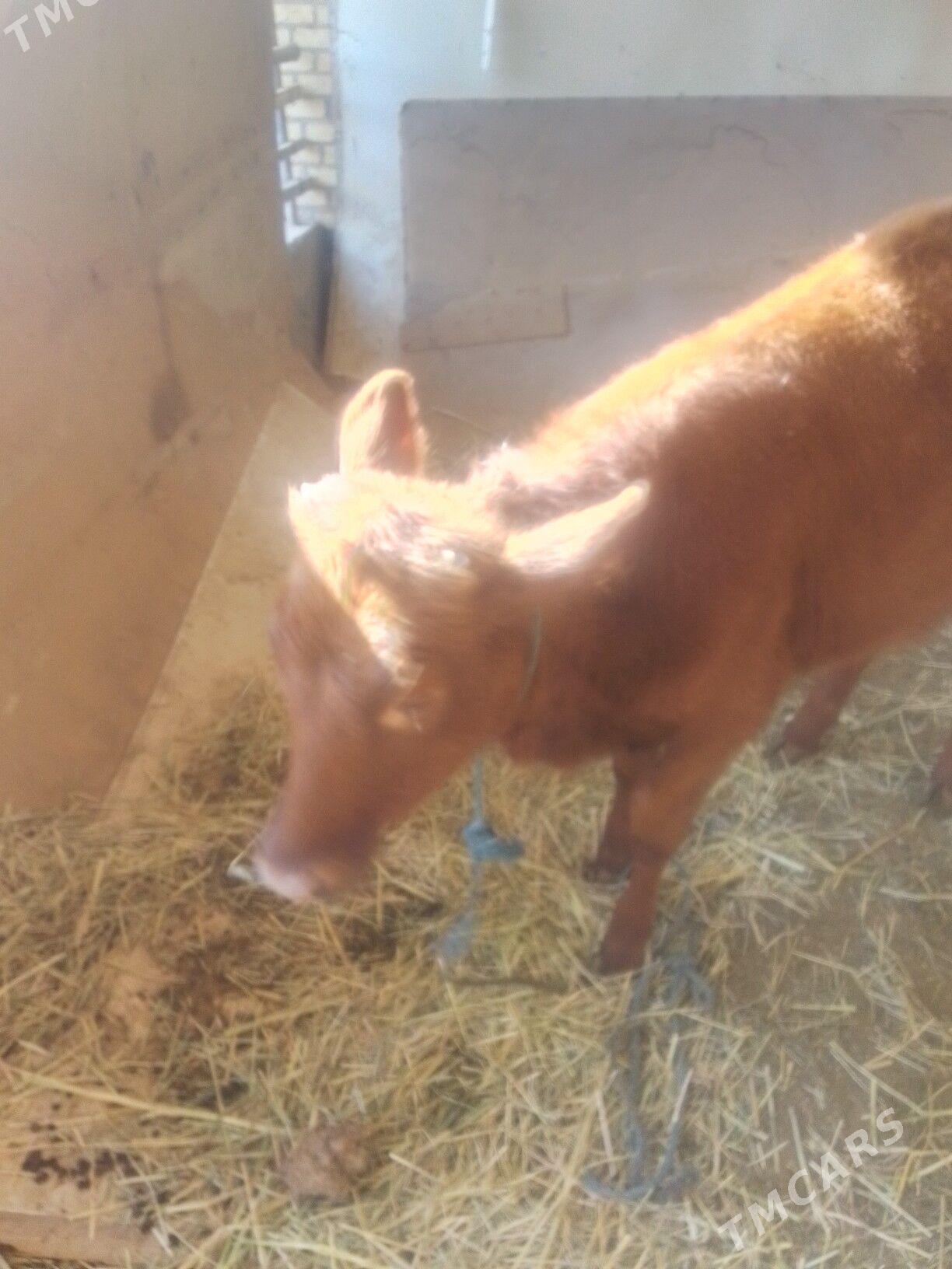 gunajyn - Сакар - img 1