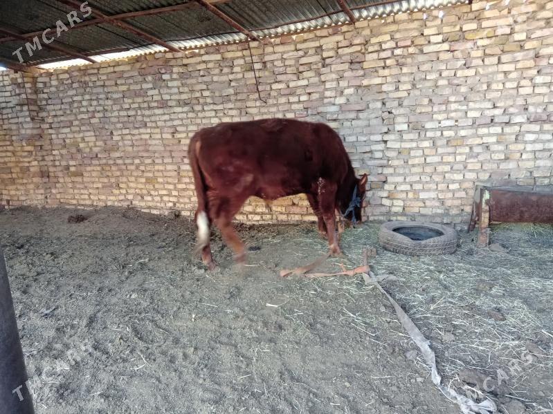 öküzler - Baýramaly - img 5