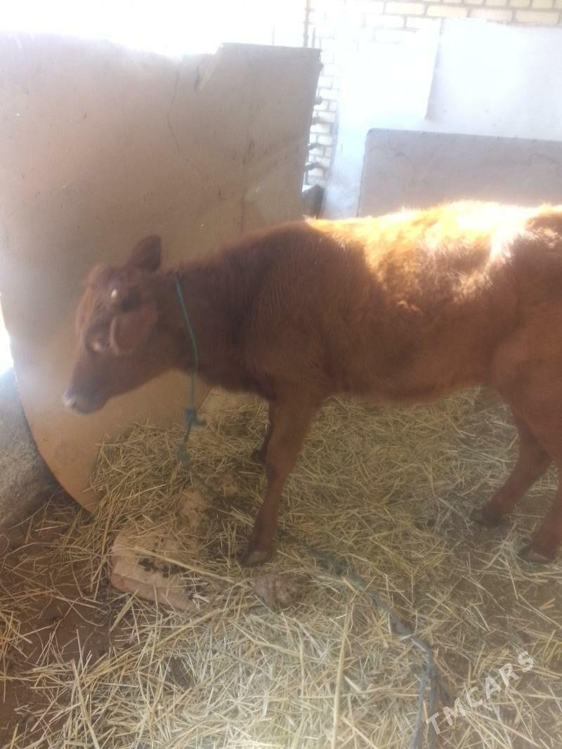 gunajyn - Сакар - img 3