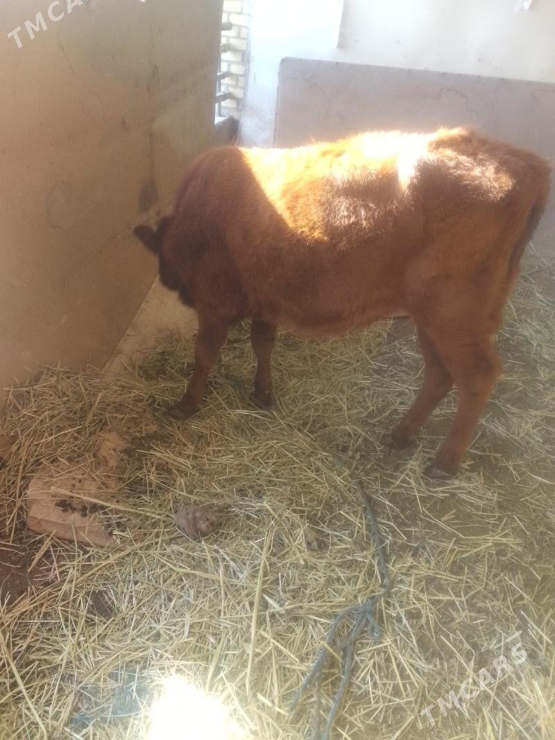 gunajyn - Сакар - img 4