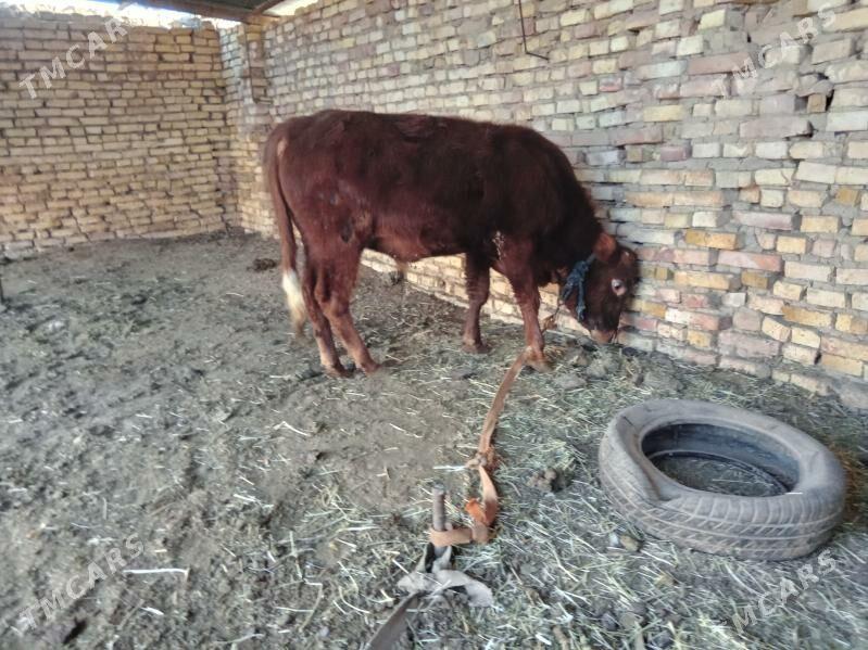 öküzler - Baýramaly - img 6