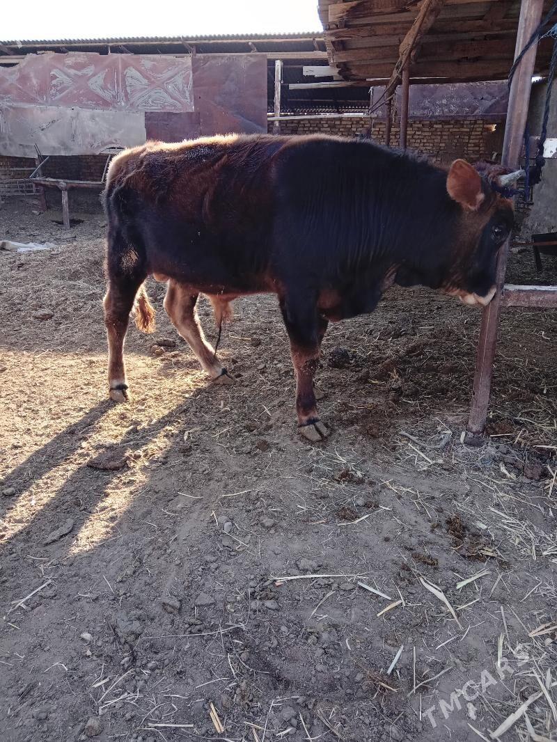 öküzler - Baýramaly - img 3