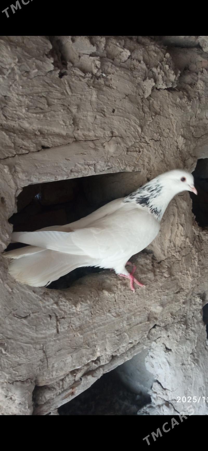 kepderi - Мары - img 2