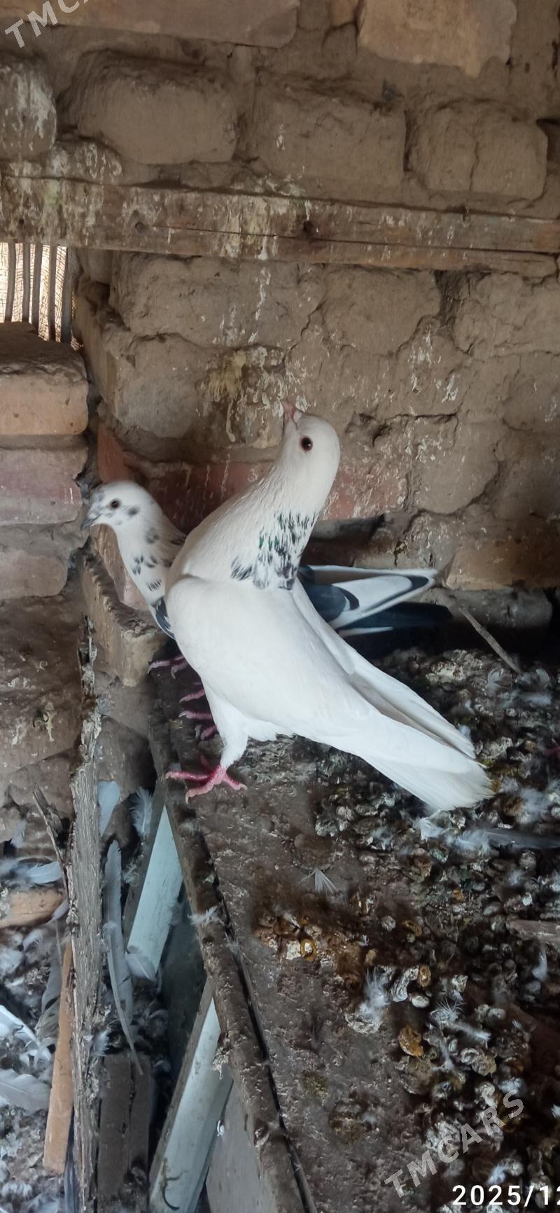 kepderi - Мары - img 4