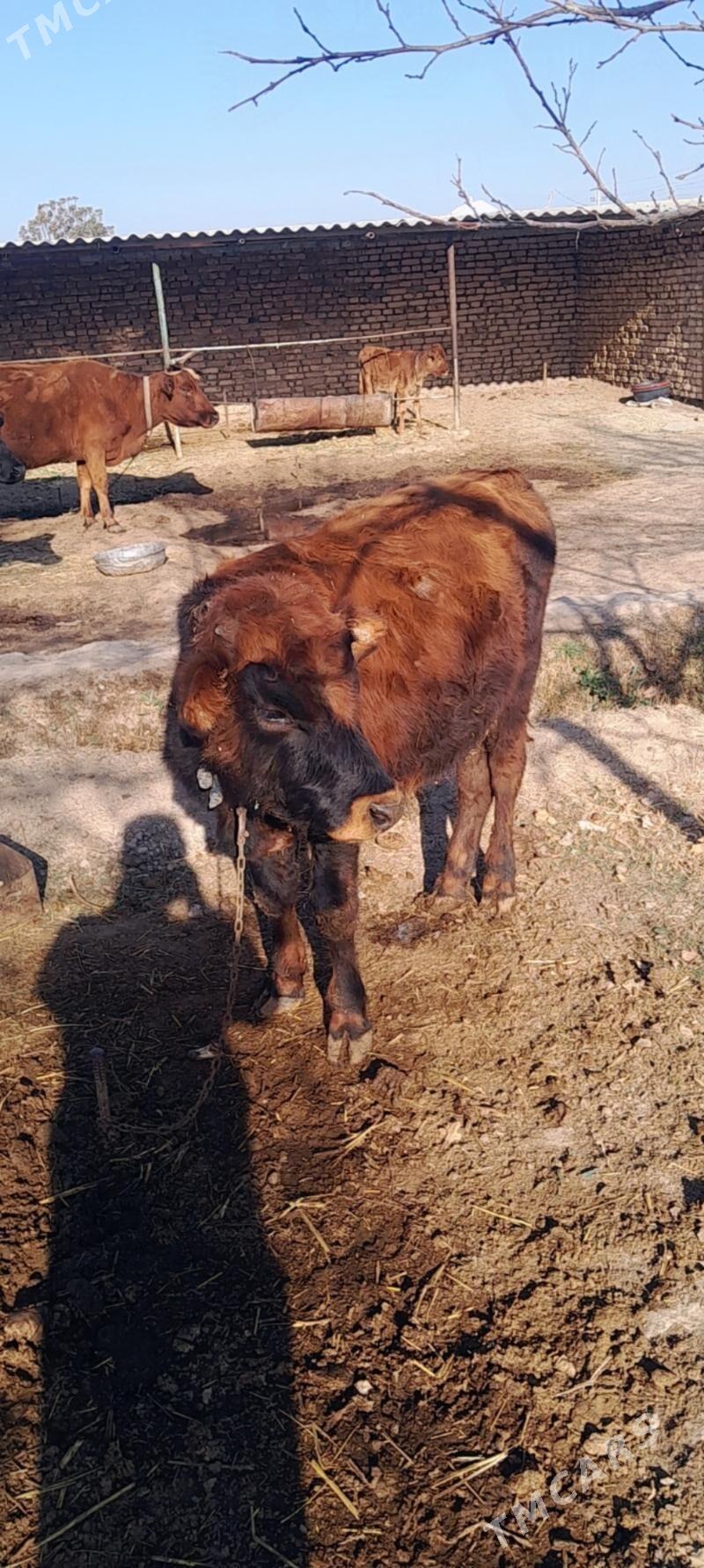 mal - Векильбазар - img 3