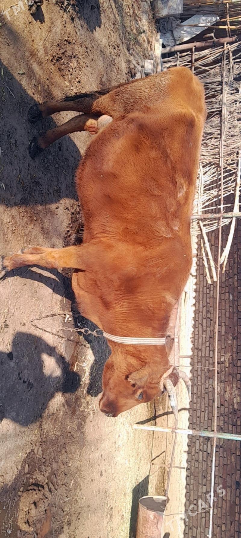 mal - Векильбазар - img 9