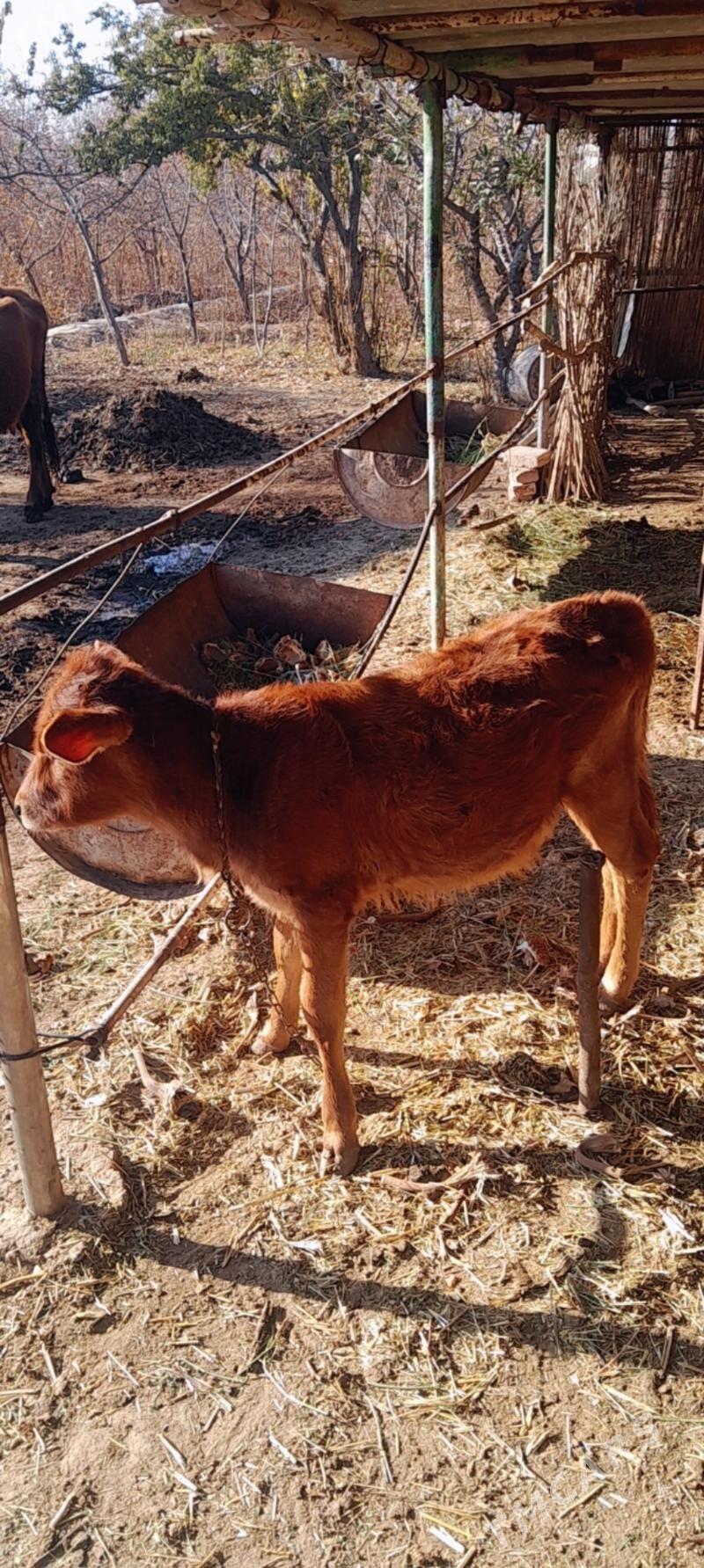 mal - Векильбазар - img 5