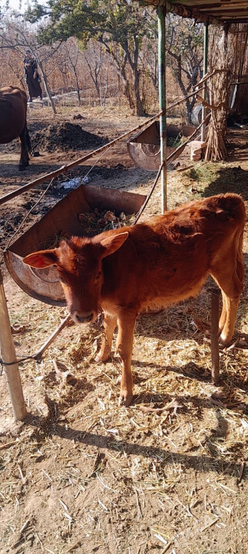 mal - Векильбазар - img 6