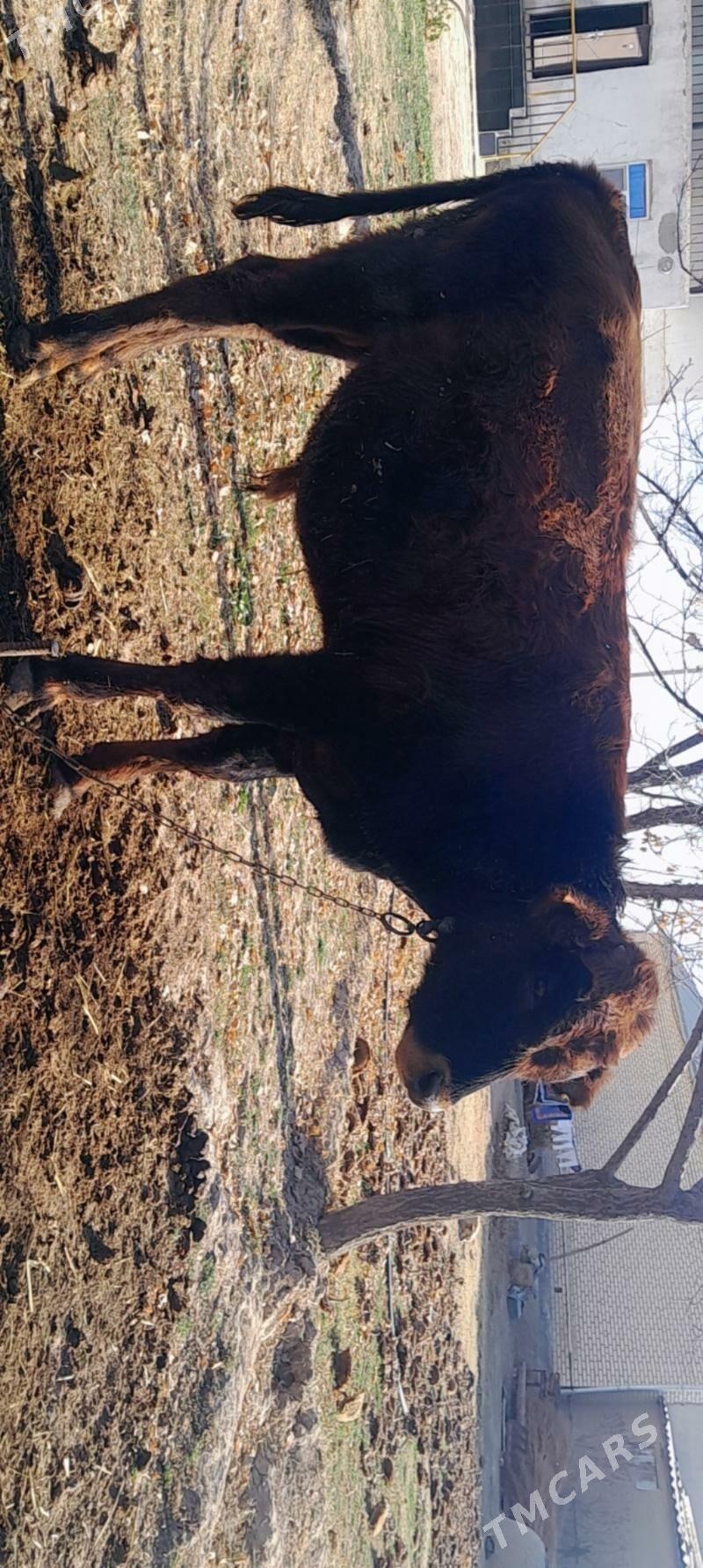 mal - Векильбазар - img 1