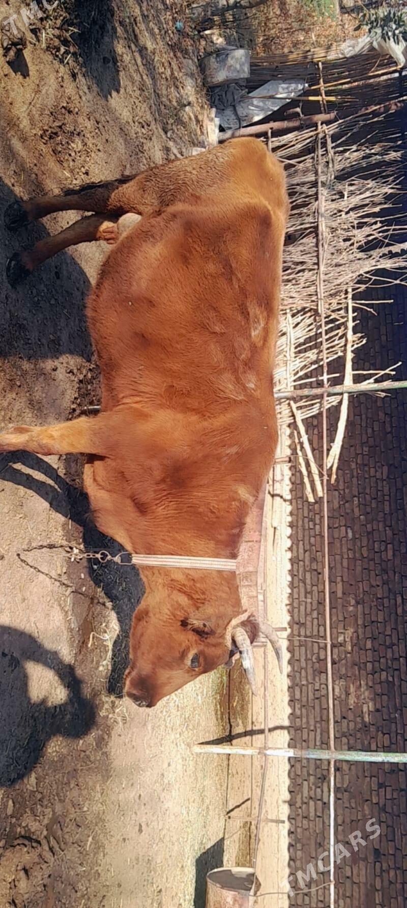 mal - Векильбазар - img 8