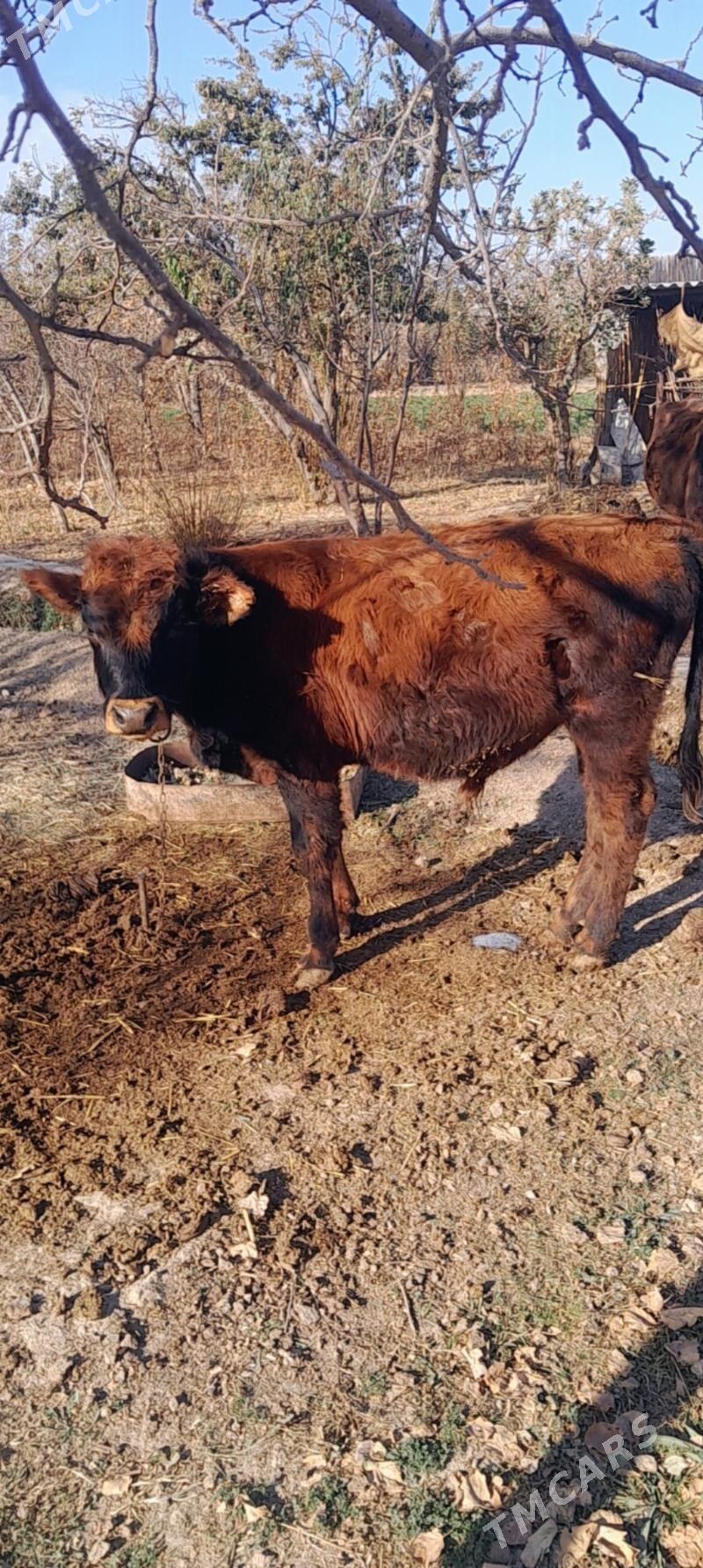 mal - Векильбазар - img 4