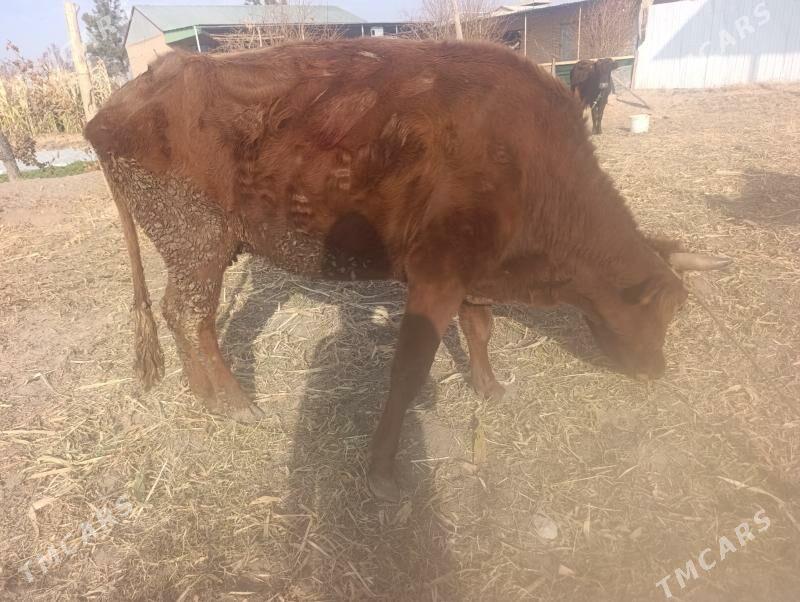 Gysyr inaklar - Дянев - img 4