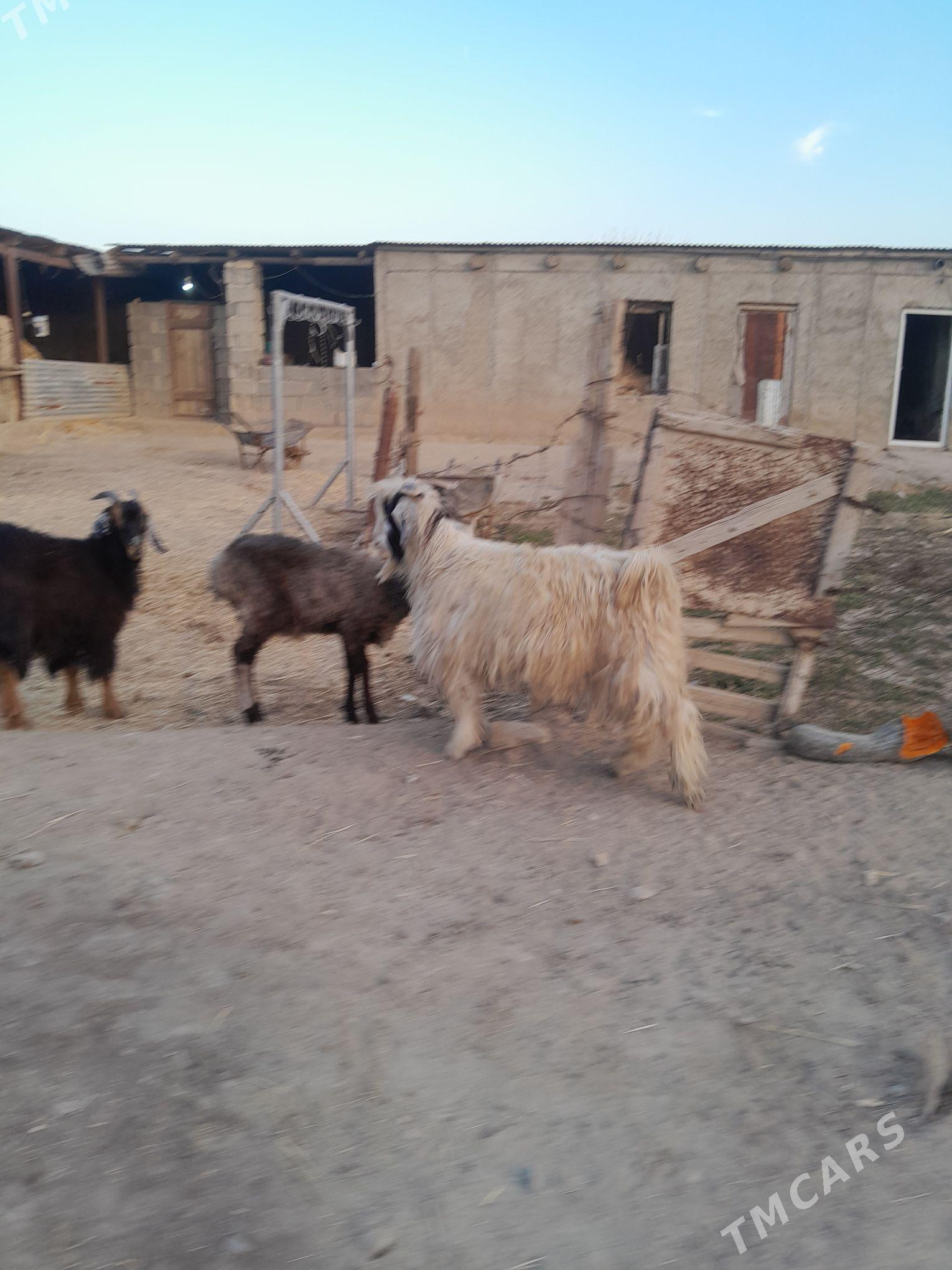 cewis - Gyzylarbat - img 2