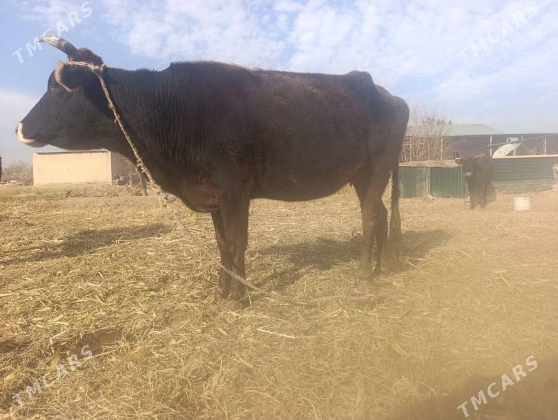 Gysyr inaklar - Дянев - img 3