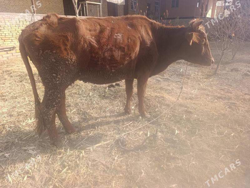 Gysyr inaklar - Дянев - img 6