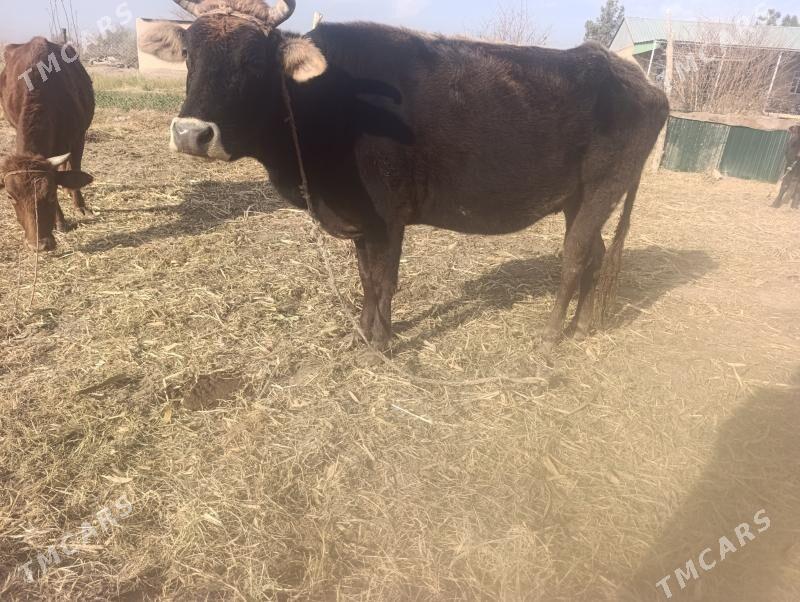 Gysyr inaklar - Дянев - img 2