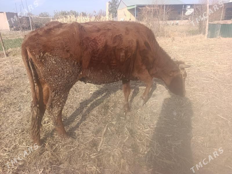 Gysyr inaklar - Дянев - img 5