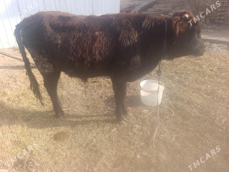 Okuz - Дянев - img 2