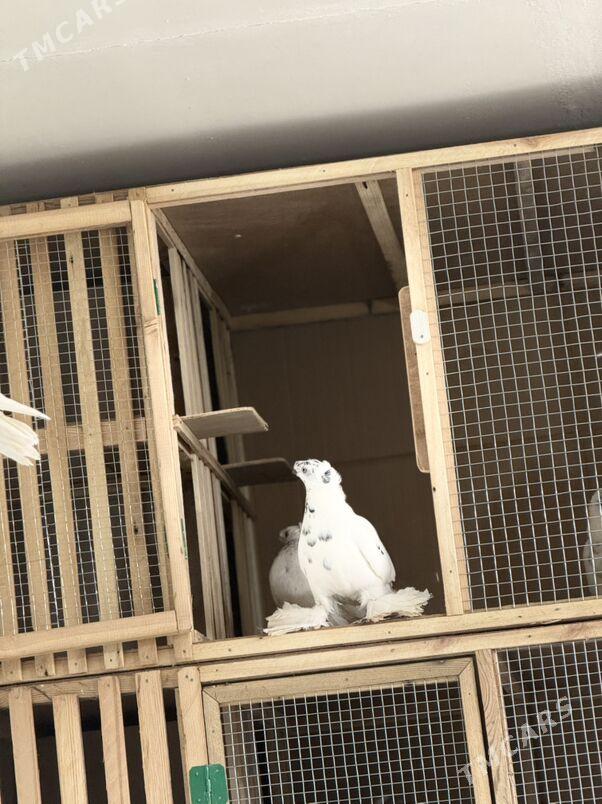 кепдер - Türkmenabat - img 4