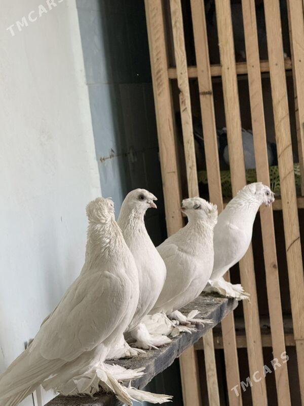 кепдер - Türkmenabat - img 1