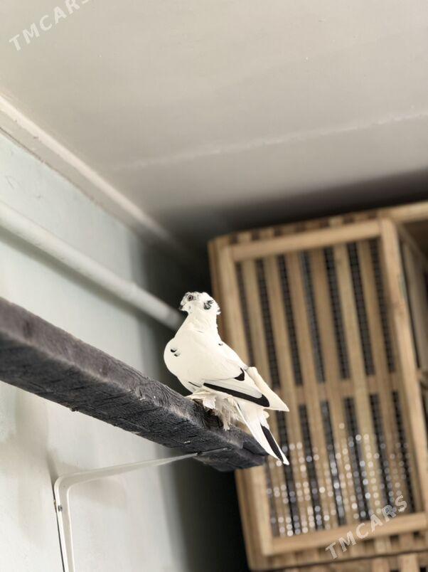 кепдер - Türkmenabat - img 6