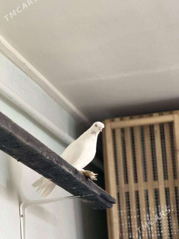 кепдер - Türkmenabat - img 5